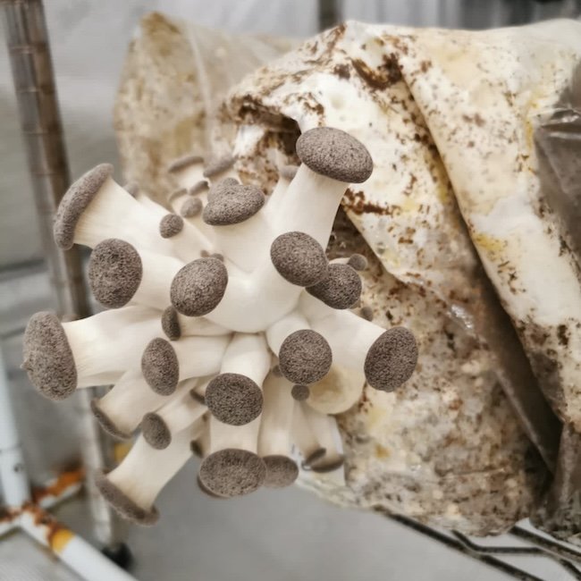Black Pearl King Oyster Mushroom