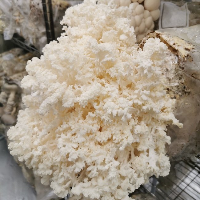 Coral Tooth Fungus