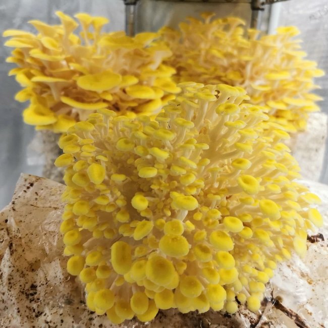 Golden Oyster Mushroom