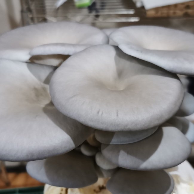 Oyster Mushroom