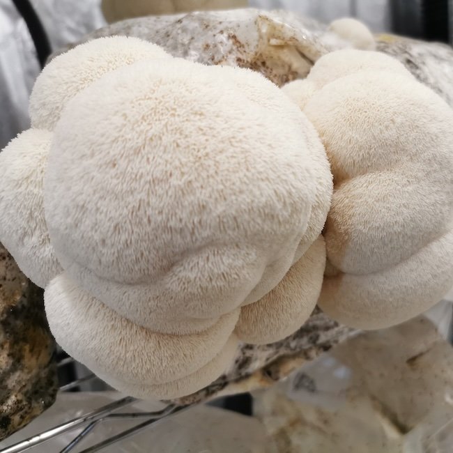 Lion's Mane Mushroom