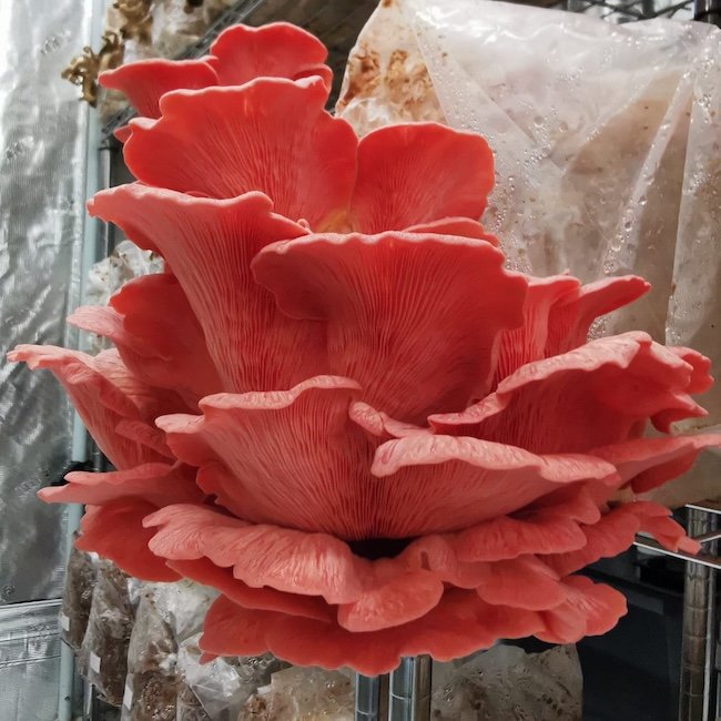 Pink Oyster Mushroom